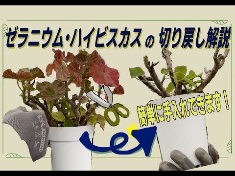 ゼラニウムの手入れ：手間をかけずにたっぷりと開花させるための祖母のレシピ！  庭園