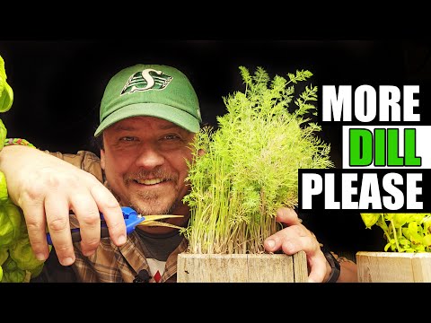 How To Grow Rosemary From Cuttings Two Ways BOTH Easy