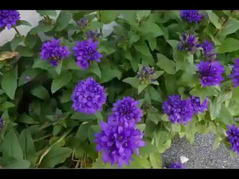 2018_07__09 Lenzerheide-Schmitten-Monstein