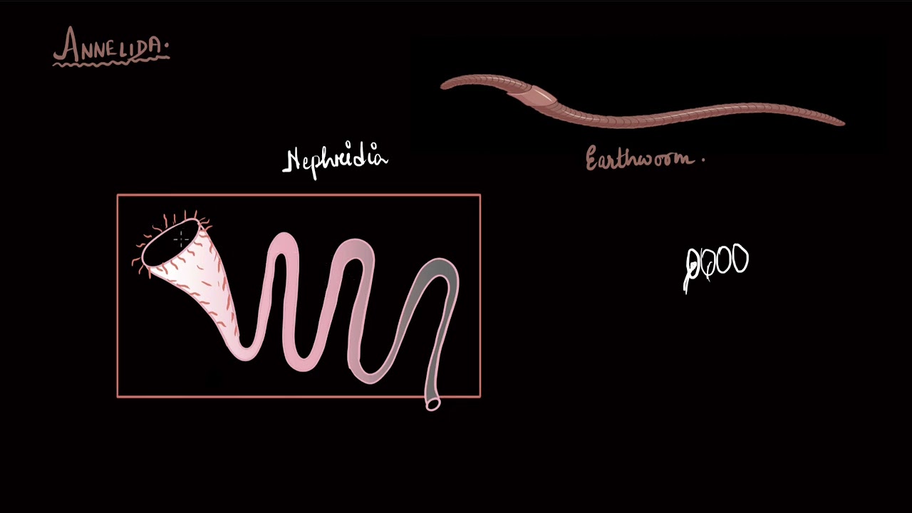 Excretory organs in animals | Excretory products and their elimination | Biology | Khan Academy