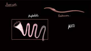 Excretory organs in animals | Excretory products and their elimination | Biology | Khan Academy