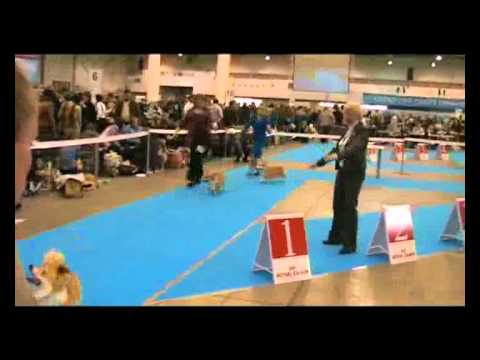 16 apr 2011, FCI-CACIB "Golden Gate", Part 2 of 2