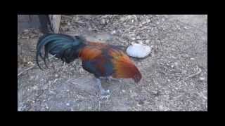 Mean Roosters - Chicken Behavior