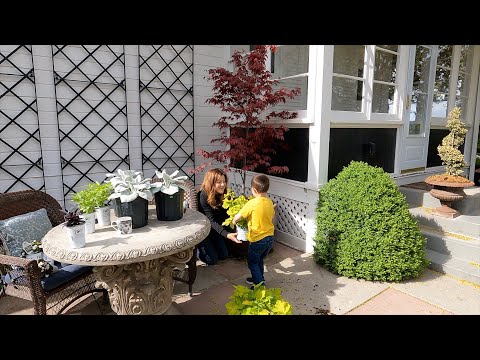 Planting a Japanese Maple in a Pot (+ Tips on Growing Trees in Containers)! 💚🌳💚 // Garden Answer