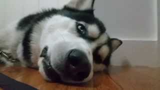 preview picture of video 'Sad Whining Siberian Husky First Night After get Fixed/Neutered'