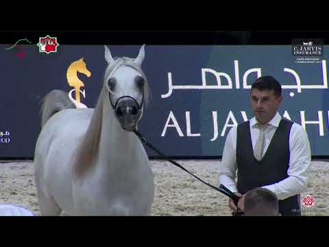 N 97 KA NISHAN   Arab Breeders Championship 2023   Stallions Section A Class 6A