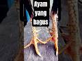 Setelan Jalu Ayam Untuk Tipe Tarik Tembak Ayambangkokindonesia Pakhoy Subscribe