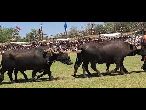 Ősök Napja Bugacon- nomád vonulás