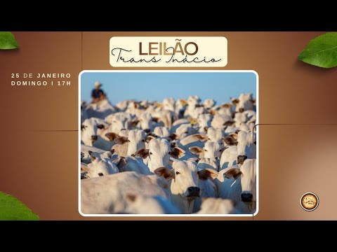 Leilão de Gado em MORRINHOS-GO, 25/01/2026  TransInácio Leilão - 18:00 Hs - Presencial e virtual.