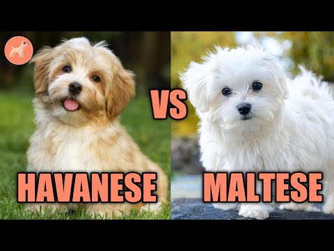 Havanese vs Maltese: Which is Best For You? Differences & More