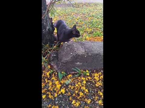 farouk al hirrun. 2023