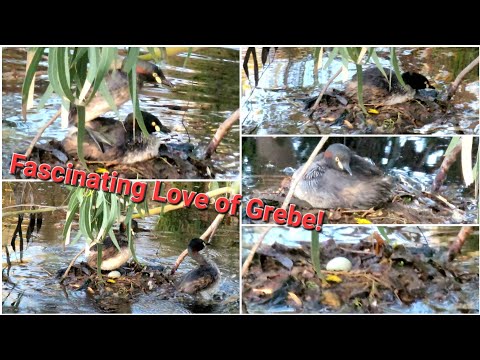 Beautiful wildlife: Fascinating Love & Care of Australian Grebe Ducks รักน่าทึ่งเป็ดGrebeออสเตรเลีย!