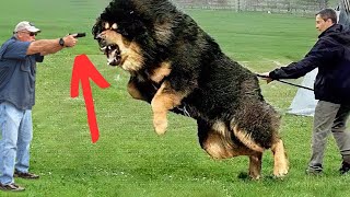Cenas Incríveis de Animais Que SALVARAM Vidas Humanas