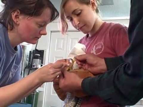 Falcon Bandage Change