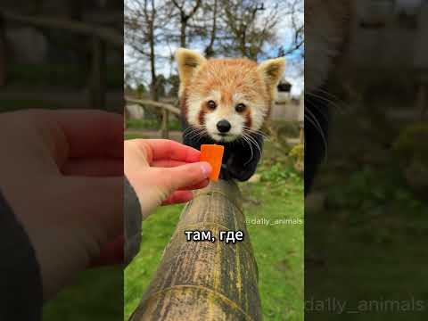 ПОЧЕМУ ВСЕ ЗАБЫЛИ ПРО ЭТУ ПАНДУ? 🦊 ОГНЕННЫЙ ЗВЕРЬ, КОТОРОГО ТЫ НЕ ЗНАЛ!  #facts #животные #animals