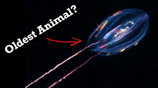 Comb Jellies: Most Ancient Animals Alive Today