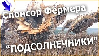 Затраты и доход с 1 га. ПОДСОЛНУХА! Выгодно сеять Подсолнечник!? #фермерство