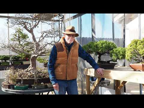 Plant City Bonsai - Christmas 2025