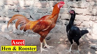 Aseel Murga | Aseel Murgi | Backyard Chickens | Birds and Animals Planet