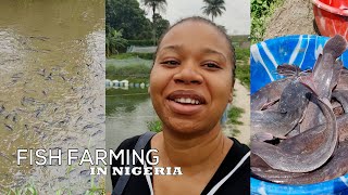 fish farming in Nigeria, earthen pond, selling of catfish.