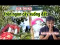 Cà Mau Quá Trình Đưa Thi Hài Chú Đém Từ Trên Ngọn Cây Treo Leo 20m Xuống Mặt Đ�