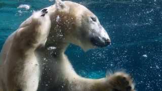 Afro Celt Sound System - North