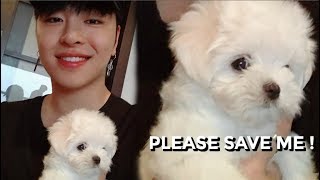 Download lagu JUNHOE ANNOYING HIS NEW DOG mp3