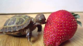 生まれて初めてイチゴを食べるカメくんがかわいい My First Strawberry By The Whimsy Turtle 東京キヤビン 音楽エンタメ動画ブログ オモシロと感動だけ