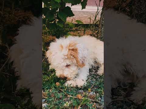 Lagotto Romagnolo puppy for sale