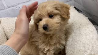 ハーフ犬の動画01