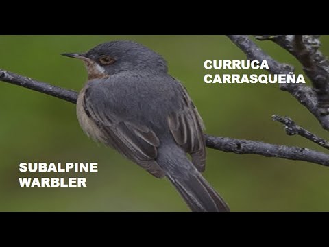 CURRUCA CARRASQUEÑA | SUBALPINE WARBLER | Sylvia