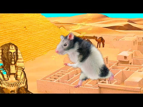 Pyramid Hamster Maze | Miss Hamster Egypt Adventure