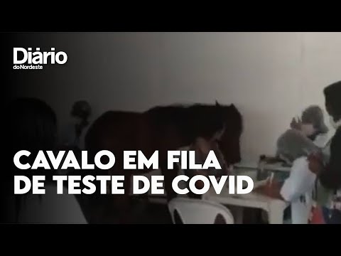 Vídeo Cavalo RJ