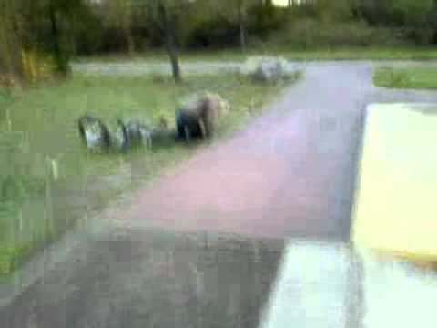 Franz seine erste Fahrstunde mit dem Fahrrad