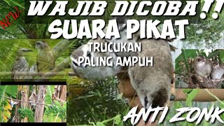 Download lagu SUARA PIKAT BURUNG TRUCUKAN PALING AMPUH || ANTI ZONK. mp3