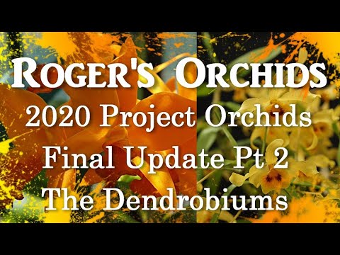 2020 Project Orchids Final Update Pt 2 - The Dendrobiums