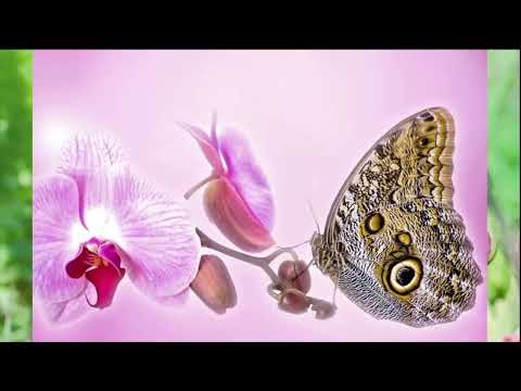 Opwekking 285 Ik hou van U, o Heer