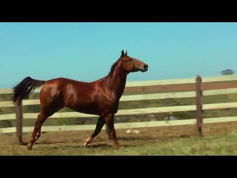 04 - ARAMIS TOLL FAME EMZ