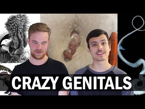 Strange animal genitals. | Sex Therapy, Counselling, Psychology Services Vancouver