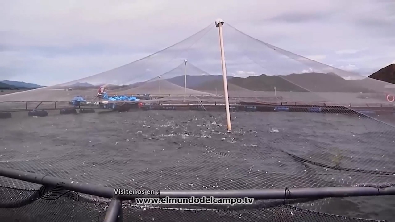 18 MAR   CAP 2   ACUICULTURA PARA LA EXPORTACIÓN TILAPIA   BETANIA   HUILA