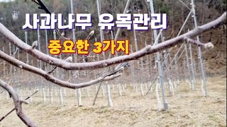 사과나무 유목관리 정말 중요한 3가지