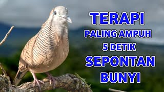 Download lagu Perkutut Lokal Gacor Suara Super Kristal - Pancingan Malas Bunyi (99%AMPUH BANGET) mp3 Download lagu Perkutut Lokal Gacor Suara Super Kristal - Pancingan Malas Bunyi (99%AMPUH BANGET) mp3
