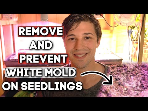image-Can mold look like spider webs?