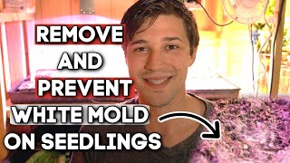 How to Remove and Prevent WHITE MOLD ON SEEDLINGS!