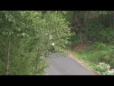 P. KAPUT / W. SZEWCZYK - VW Golf SZK Rajd z Dziennikarzami 08-10-2011 - Brzostek