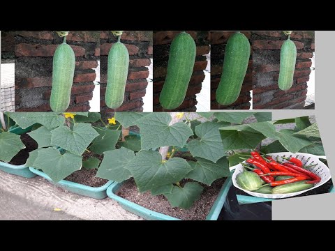 , title : 'Cara Tanam Timun di Rumah Cepat Panen (Baby Cucumber) Easy Growing Cucumber at Home'