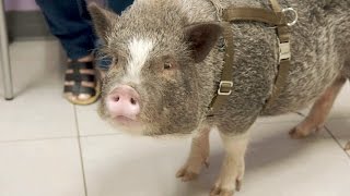 Why Is This Pet Pig Humping Everything?! | The Vet Life