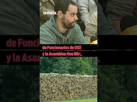 Ambiente constató que empresas forestan eucaliptos sin autorización en cuenca de la laguna Merín