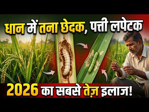धान में तना छेदक और पत्ती लपेटक का सफाया! ये दानेदार कीटनाशक जरूर डालें