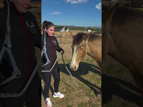 Vakon így teszem rá a kötőféket a kiscsikómra Pollykára. 🐎❤️